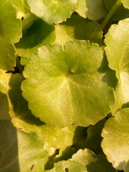 Annexe ombilic 1 bis.jpg