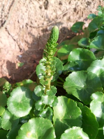 Annexe ombilic 2 bis.jpg