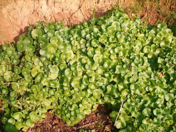 Annexe ombilic 3 bis.jpg