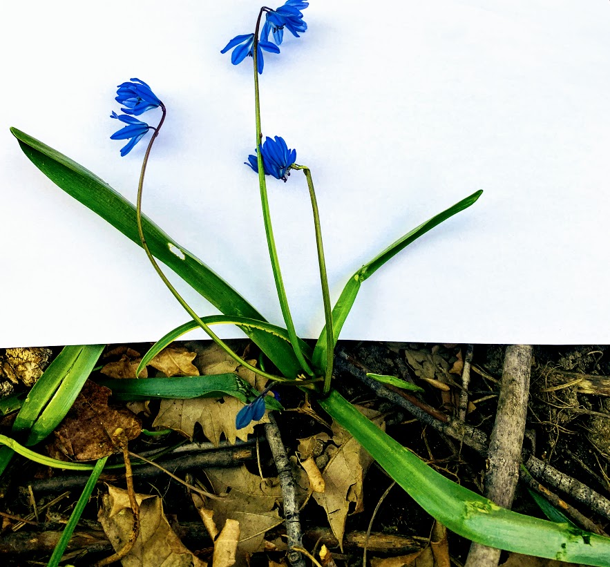 Annexe ScilleSiberieGenerale.jpg