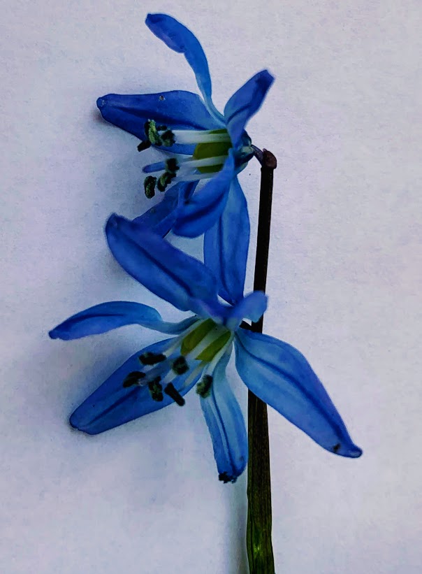 Annexe ScilleSiberieInflorescence.jpg