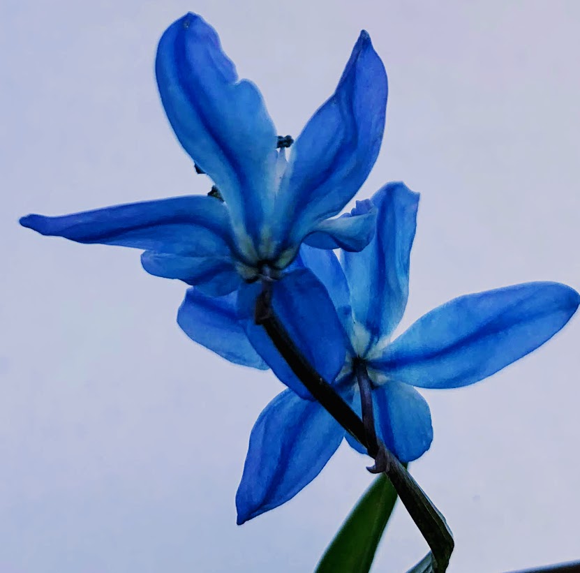 Annexe ScilleSiberieSepales.jpg