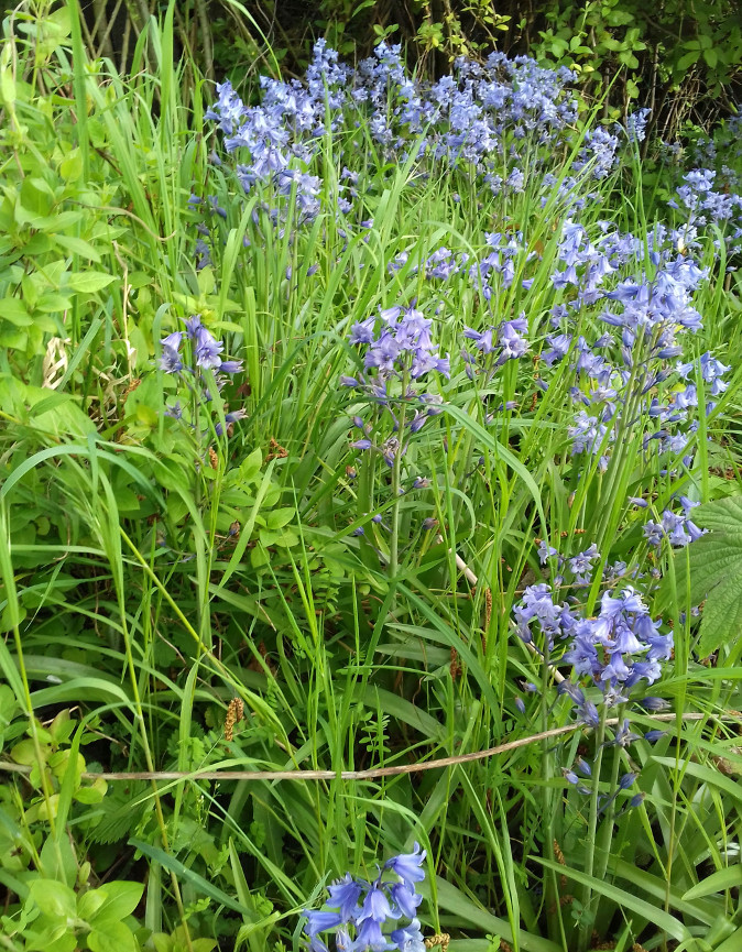 Annexe IMG_20200419_102652bis.jpg