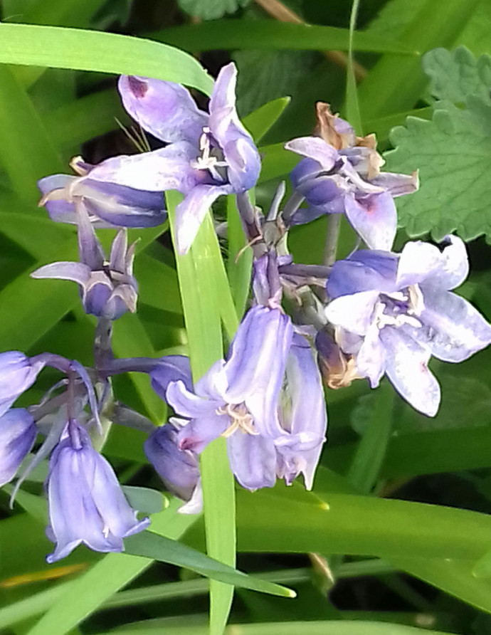 Annexe IMG_20200419_102938bis.jpg