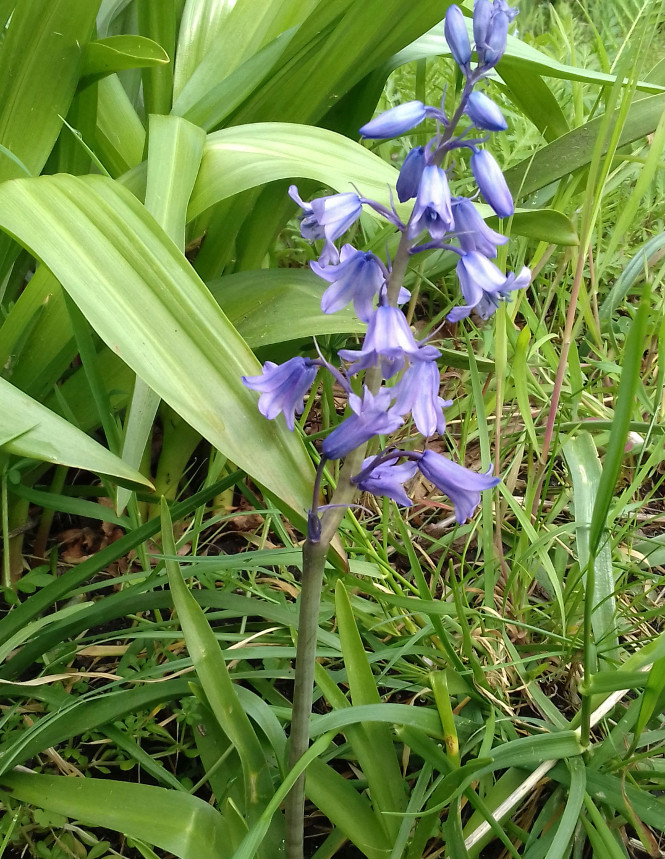 Annexe IMG_20200419_103040bis.jpg