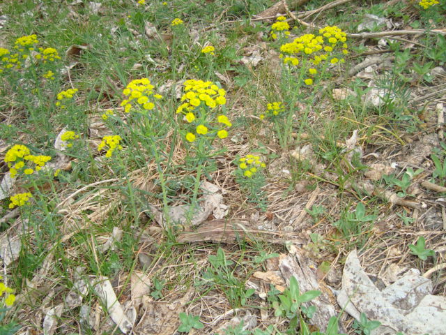 Annexe 2020 04 1 Observer 1.JPG