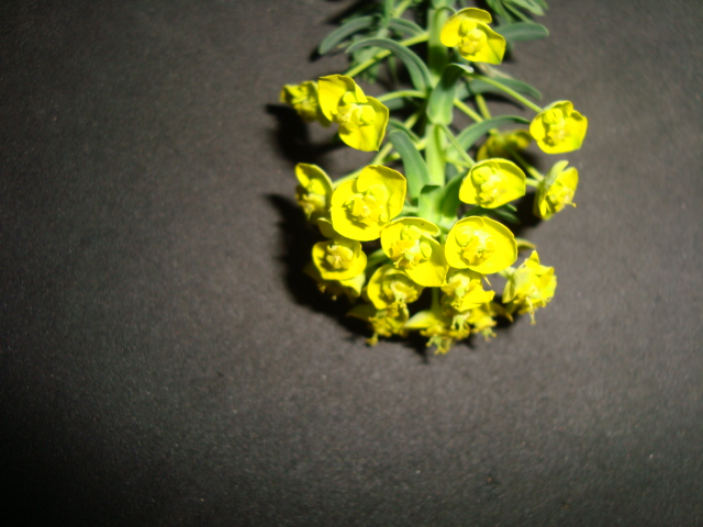 Annexe 2020 04 1 Observer 3.JPG