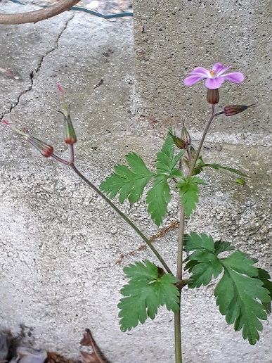 Annexe géranium 1.jpg