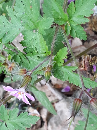 Annexe géranium 3.jpg