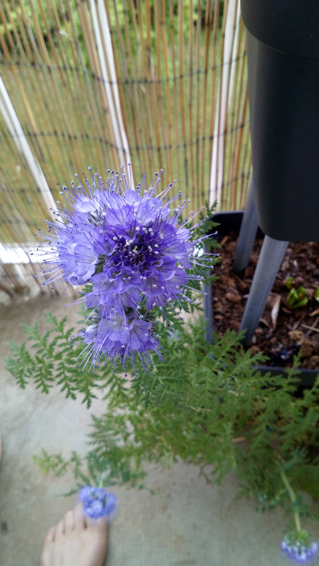 Annexe INFLORESCENCE.JPG