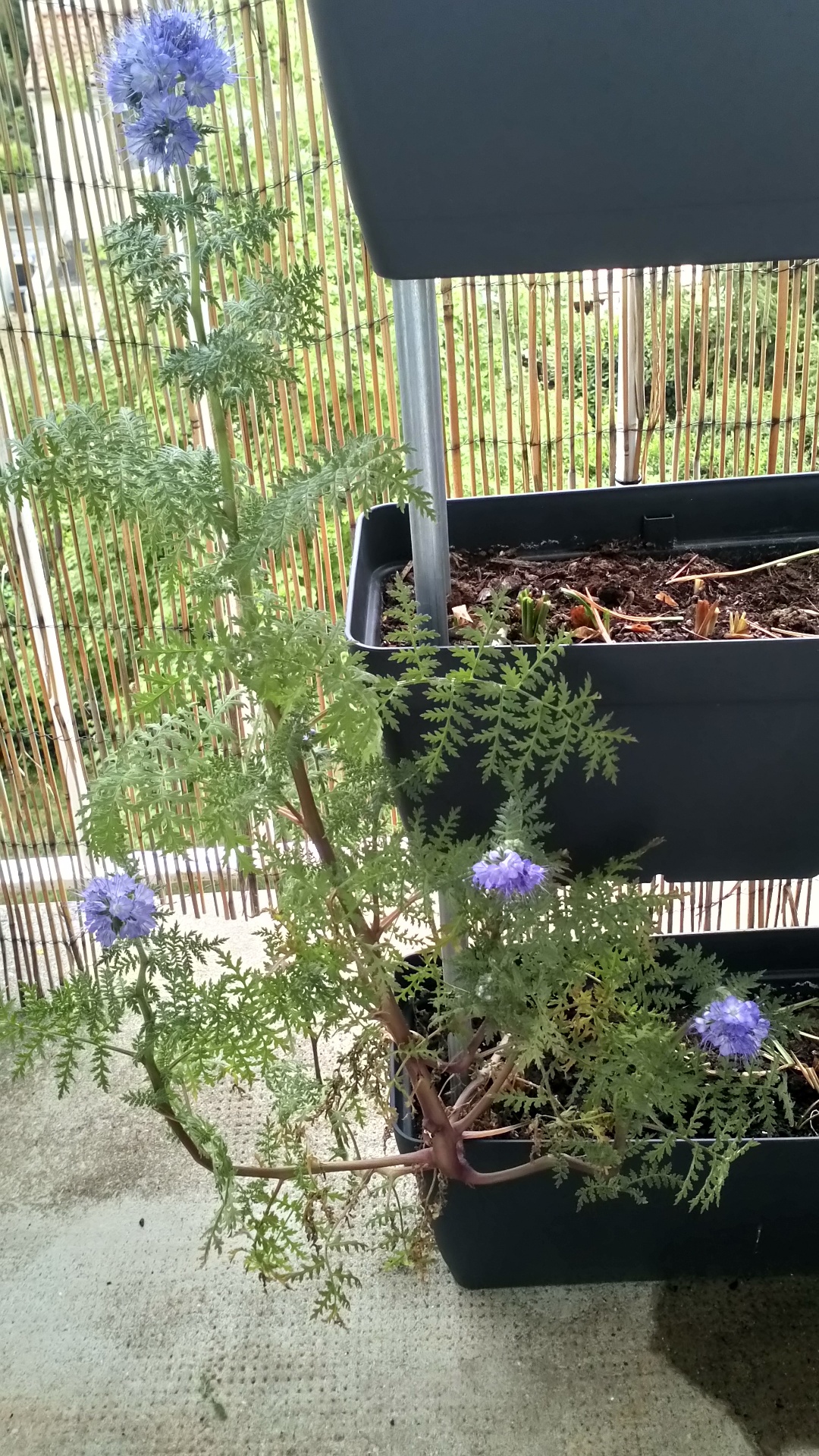 Annexe VUE GLOBALE.JPG