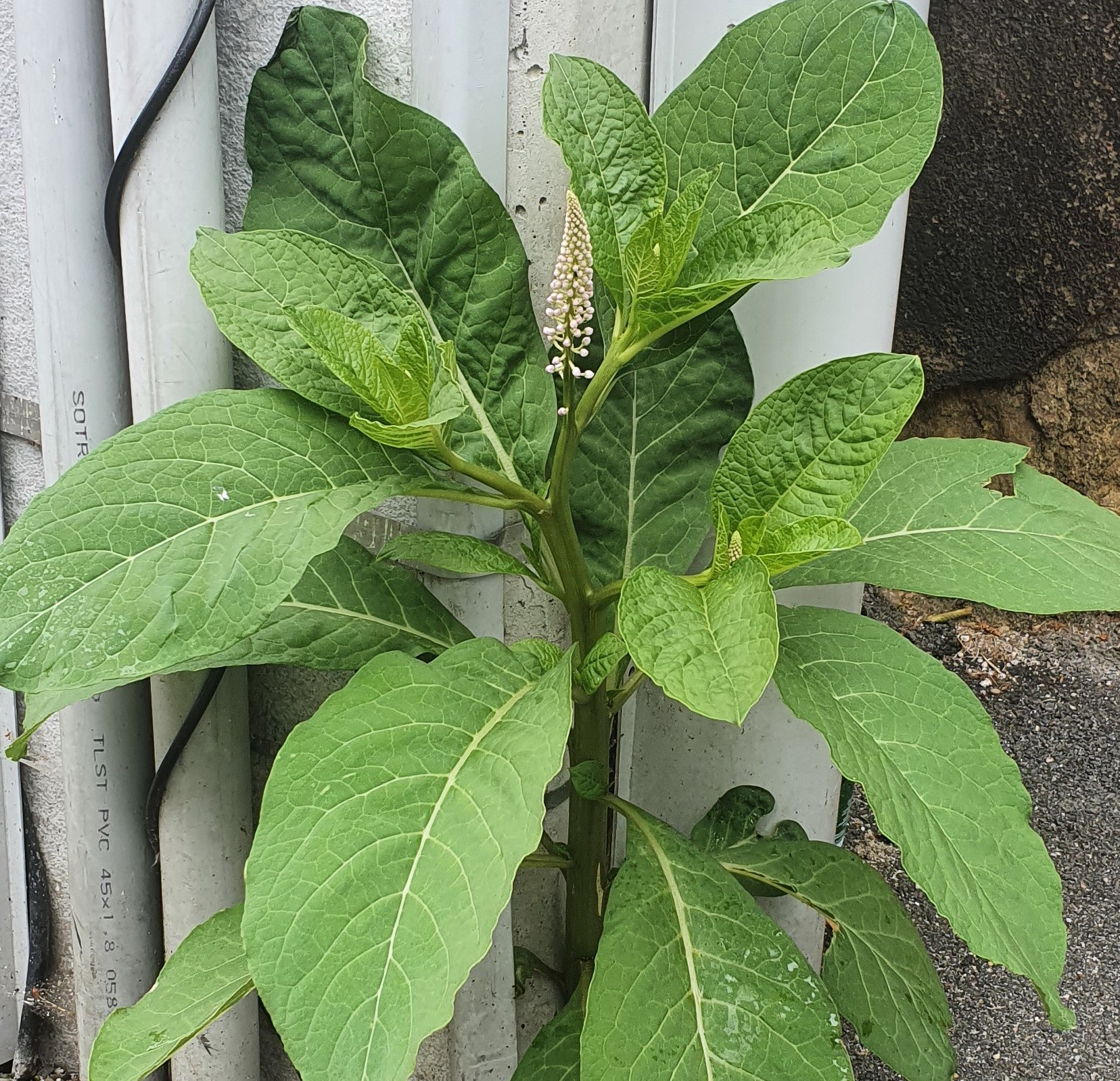 Annexe 20200419_113542.jpg