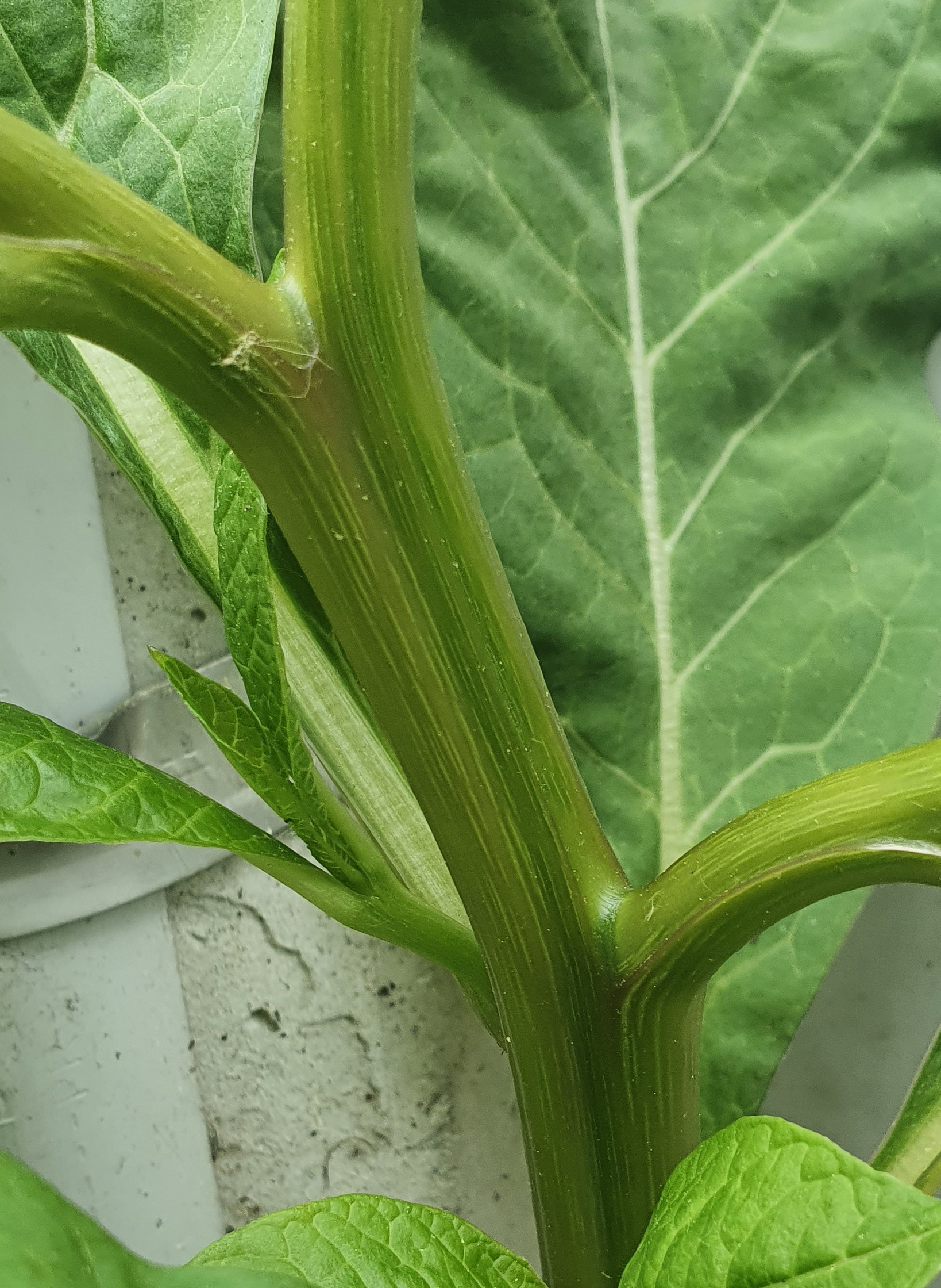 Annexe 20200419_113619.jpg