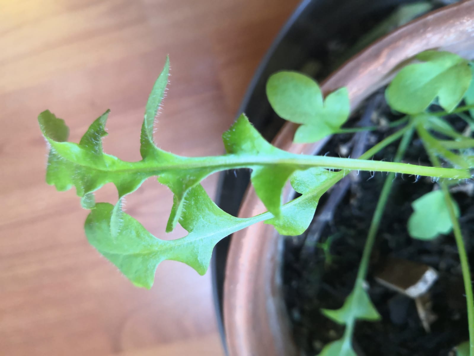 Annexe à identifier_ feuille de tige.jpg