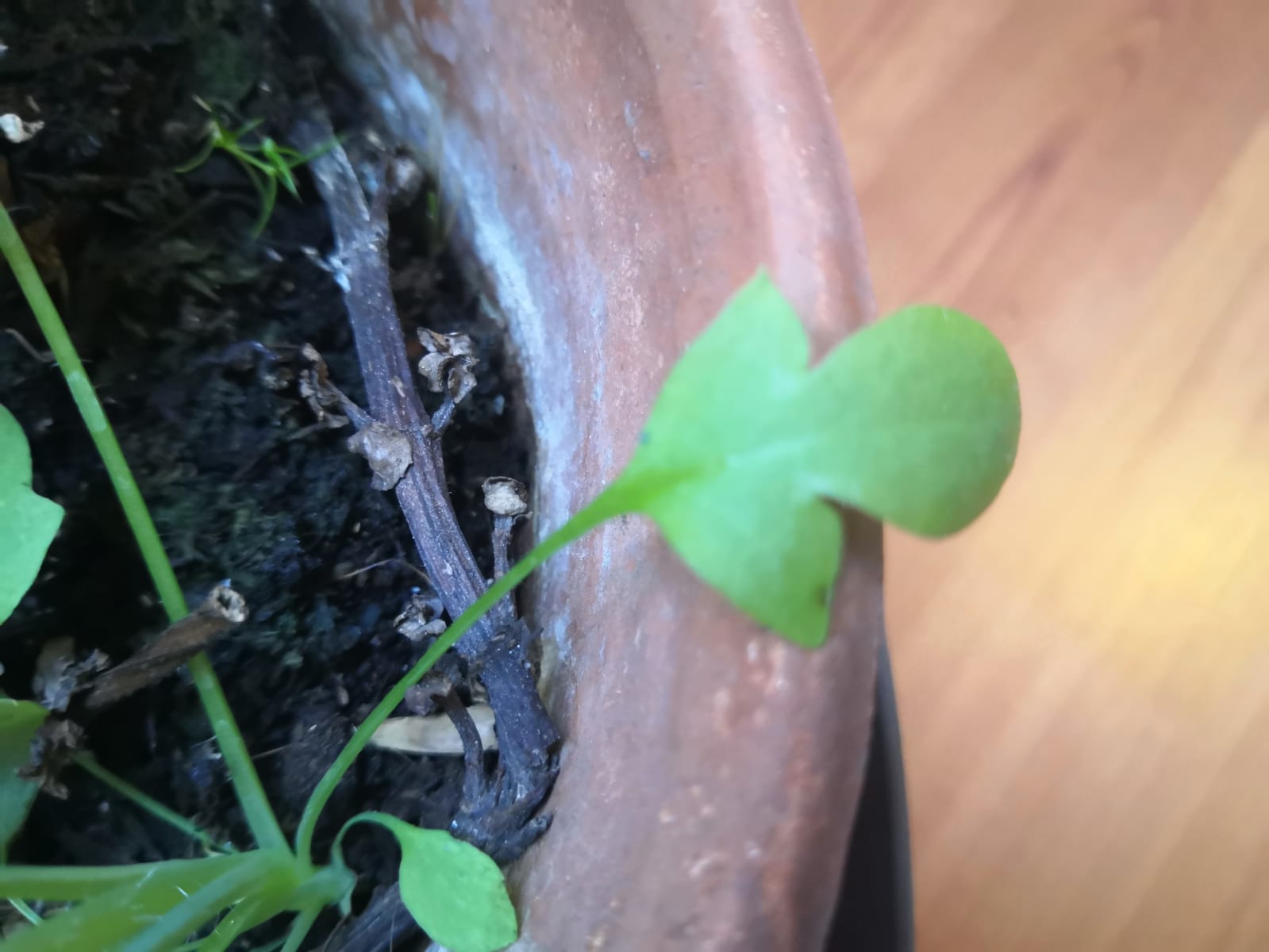 Annexe à identifier_feuille base.jpg