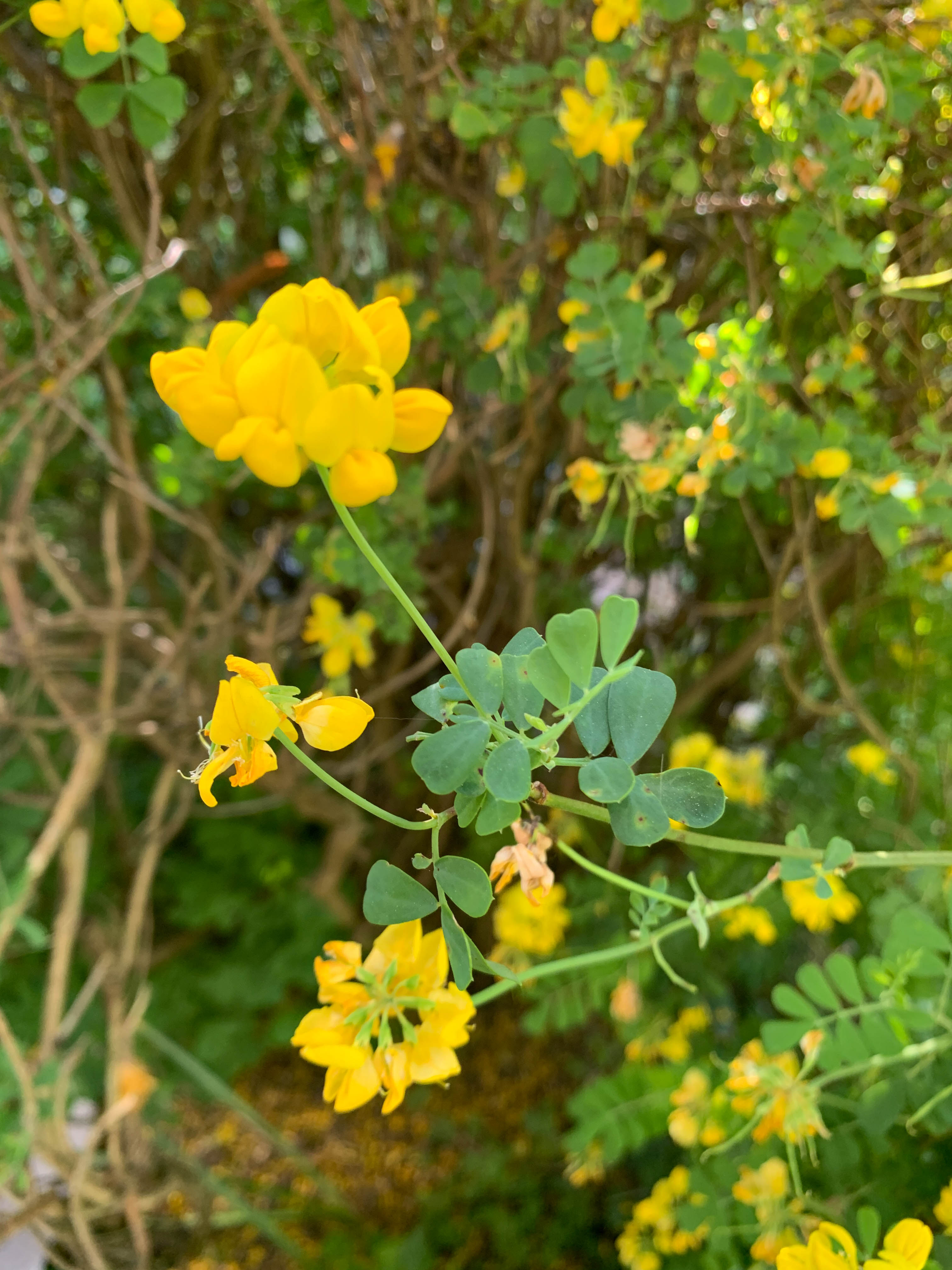 Annexe Coronille glauque 2.jpg