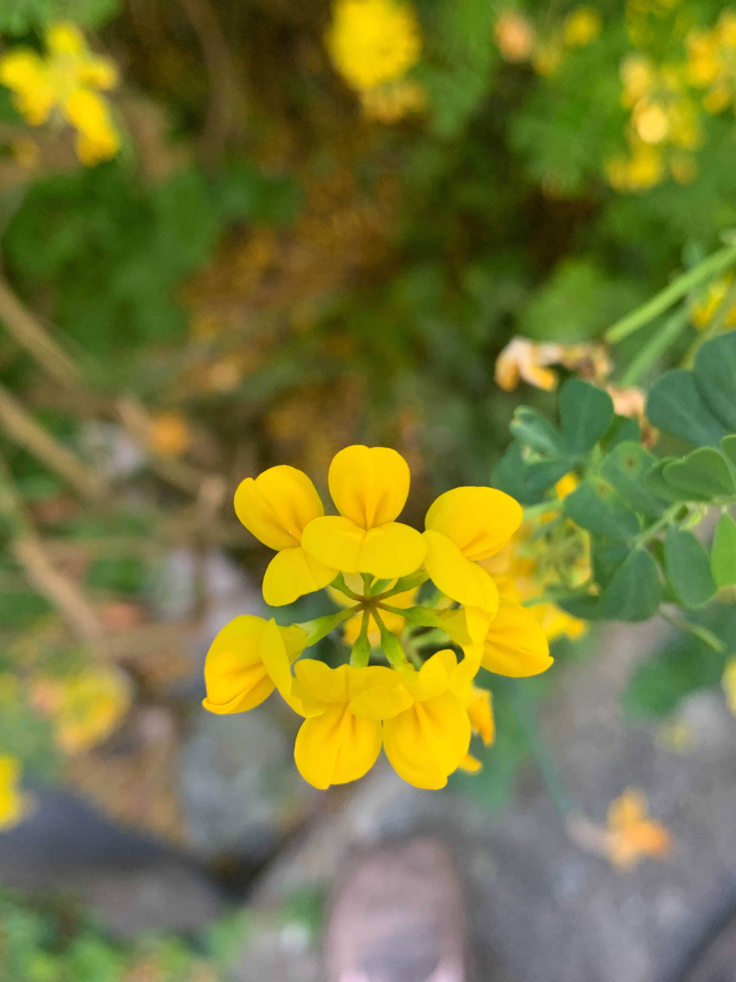 Annexe Coronille glauque 3.jpg