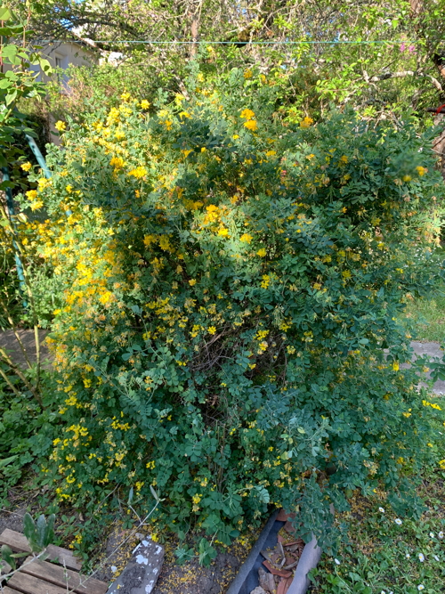 Annexe Coronille glauque.jpg