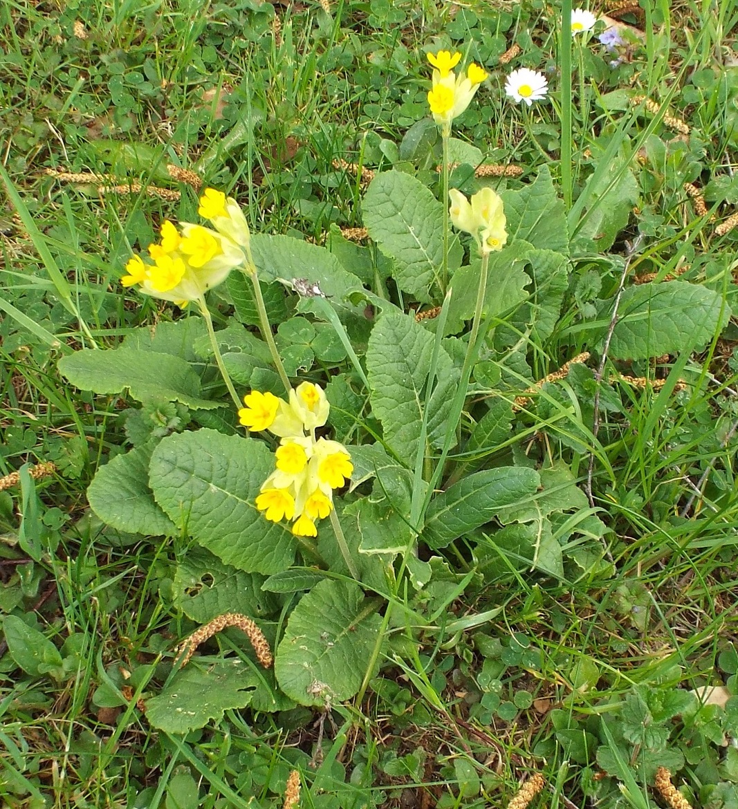 Annexe 1- vue globale.JPG