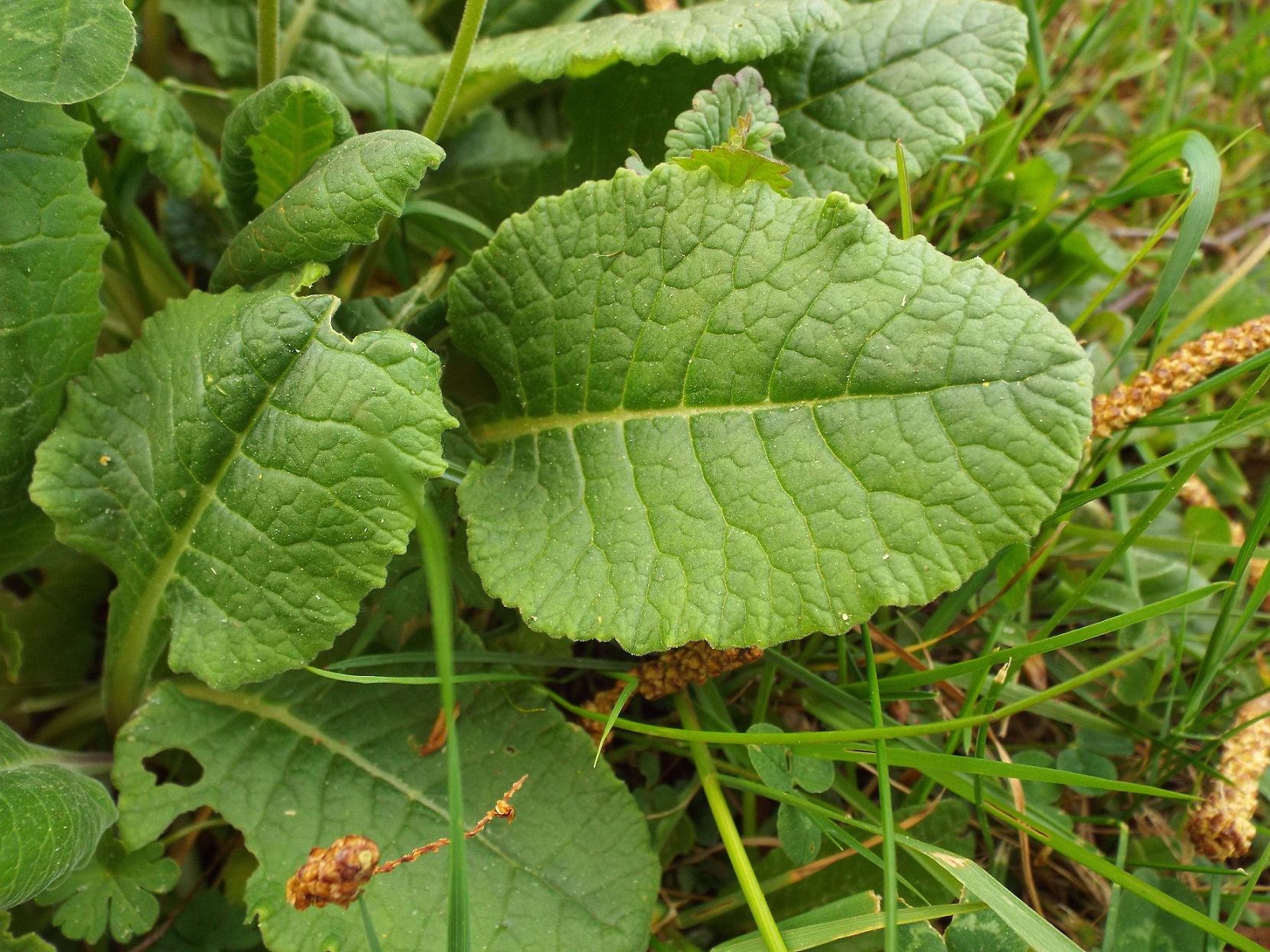 Annexe 3- Feuilles.JPG