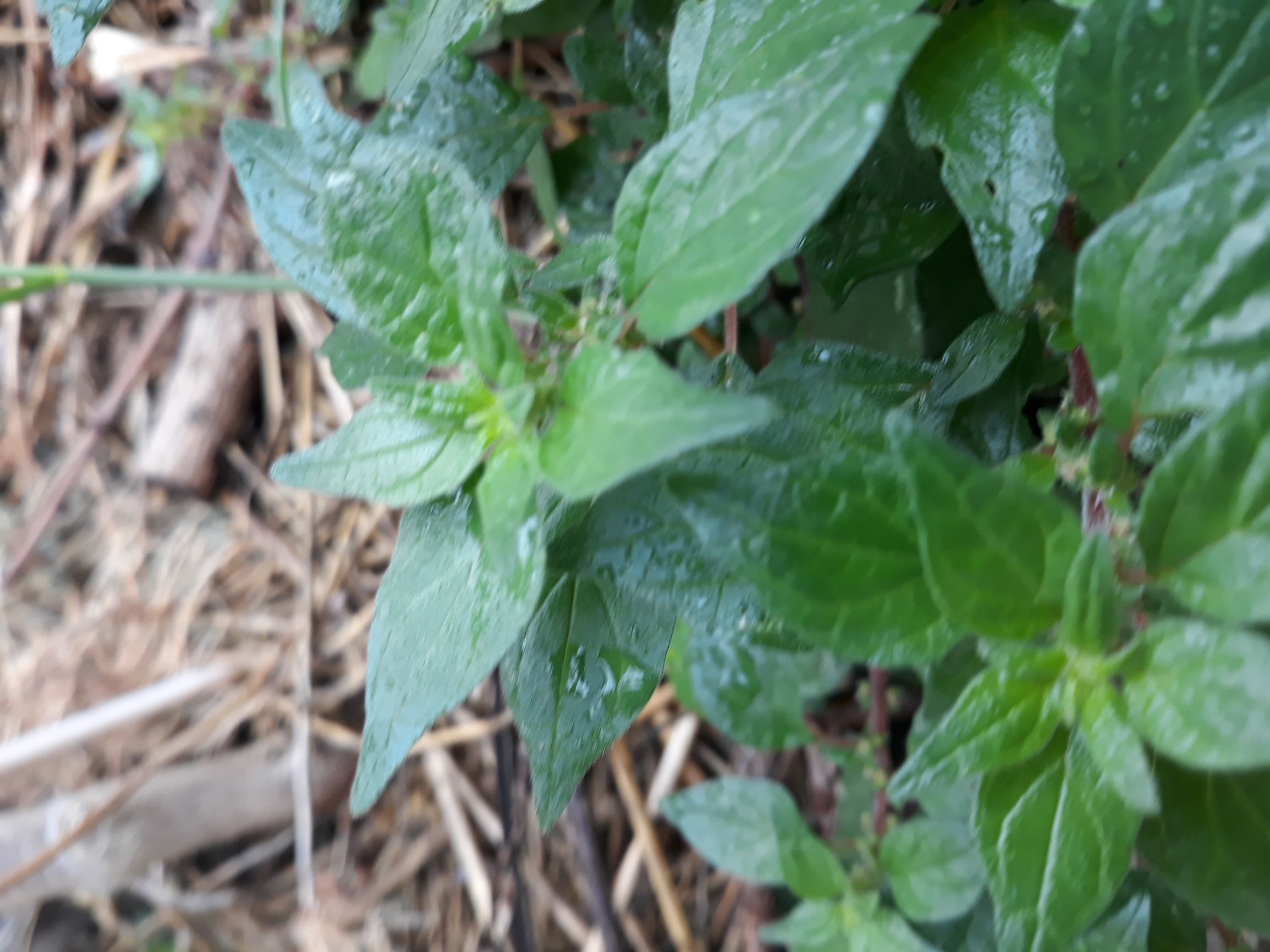 Annexe MOOC TELA C.jpg