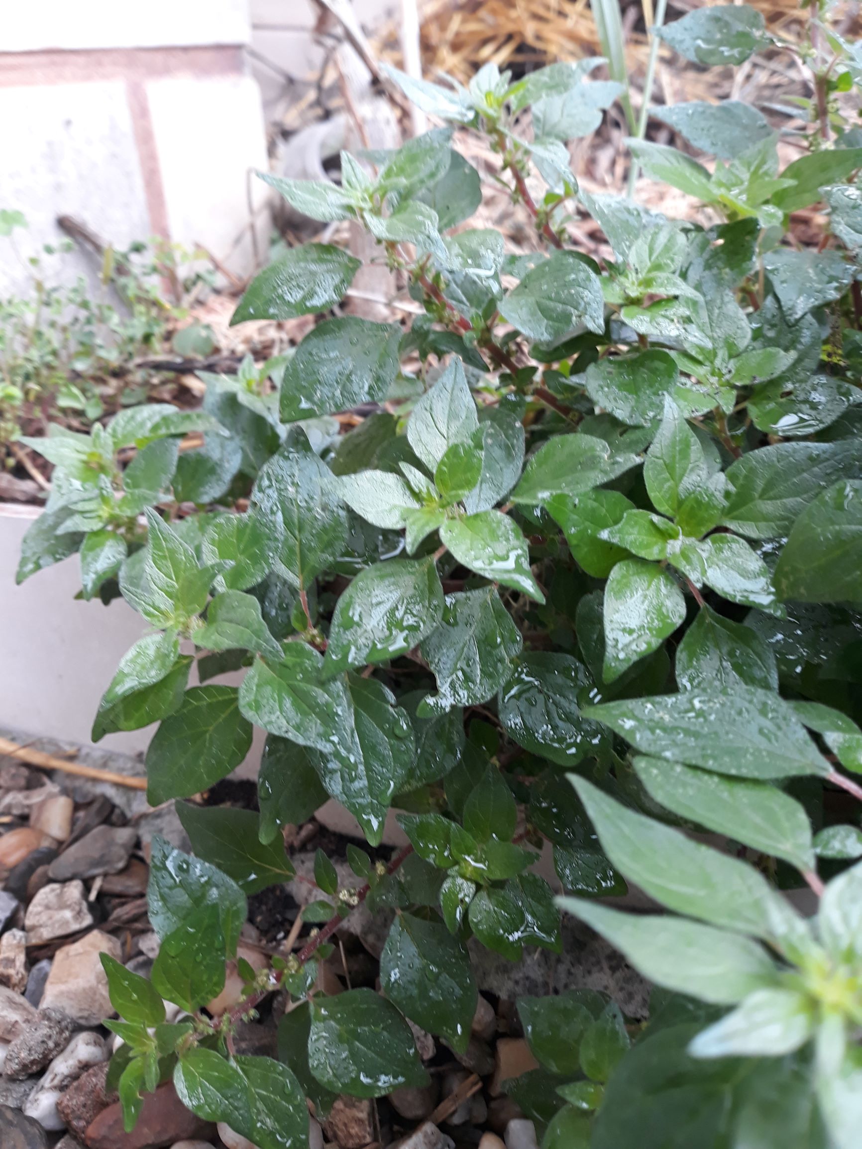 Annexe MOOC TELA.jpg