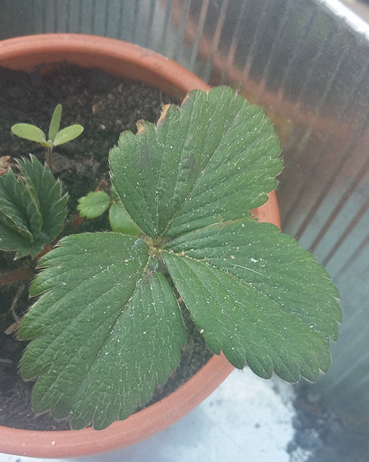 Annexe fraisier parisien 2 .png