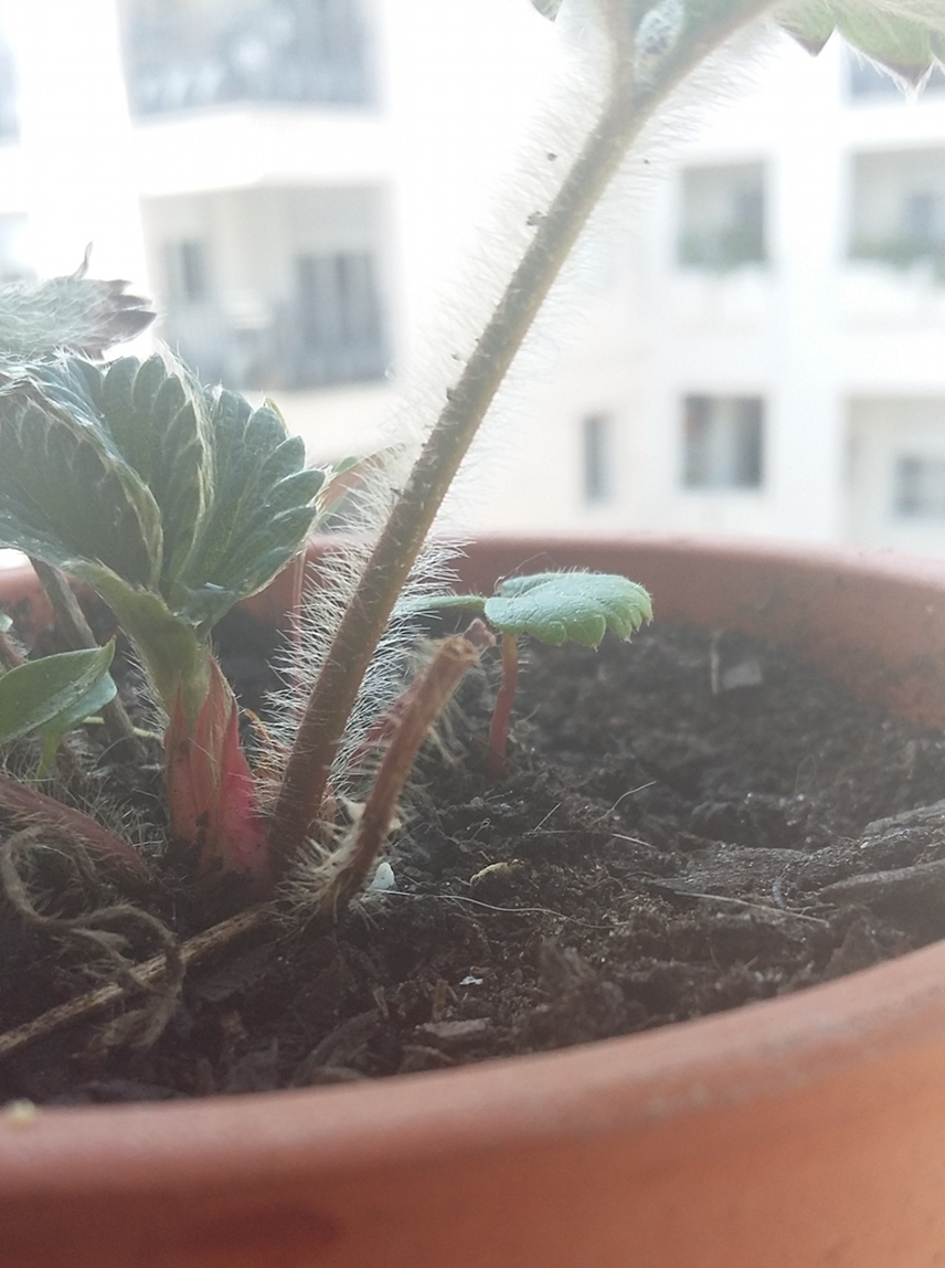 Annexe fraisier3.jpg