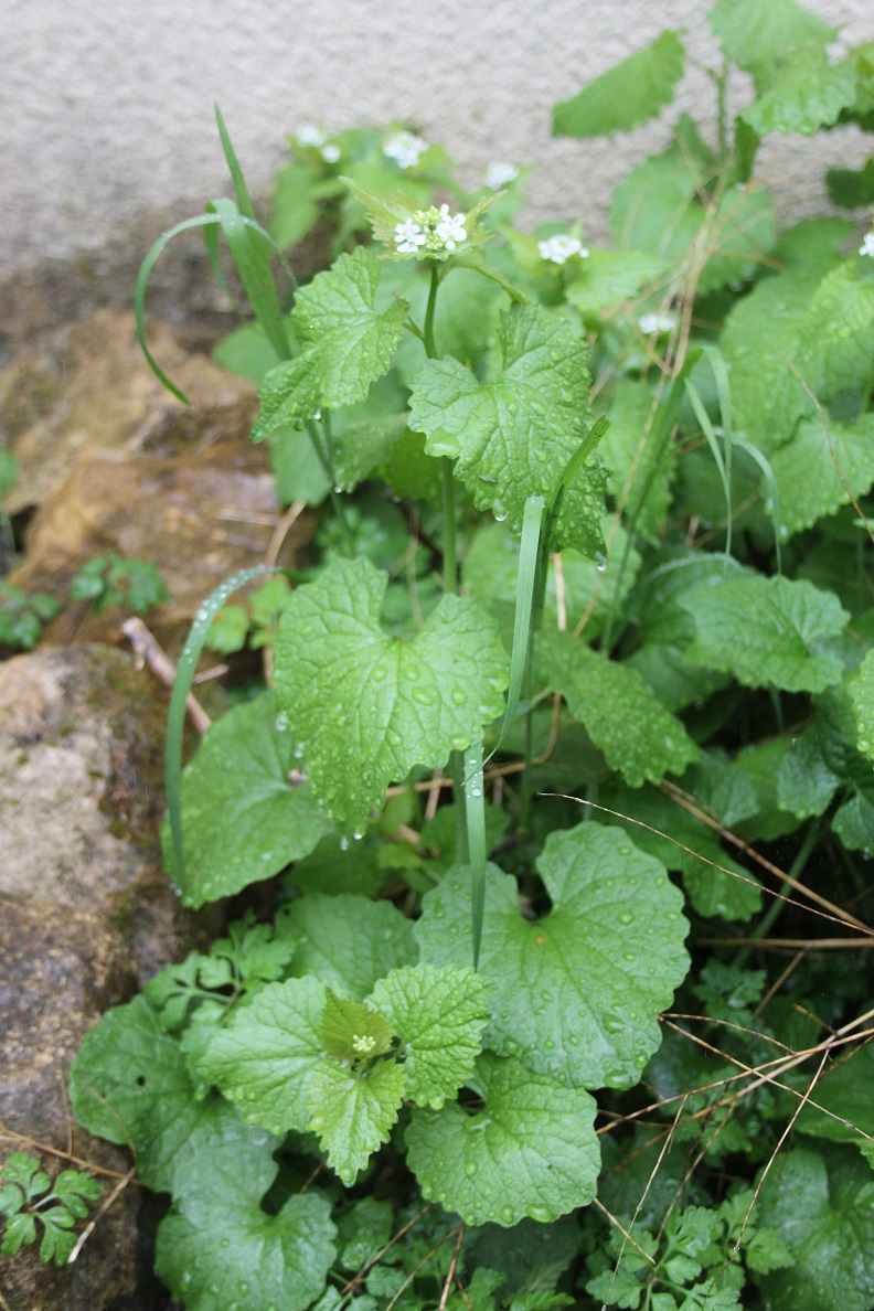 Annexe IMG_1262 bis.jpg