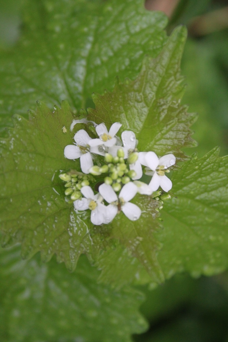 Annexe IMG_1263 bis.jpg