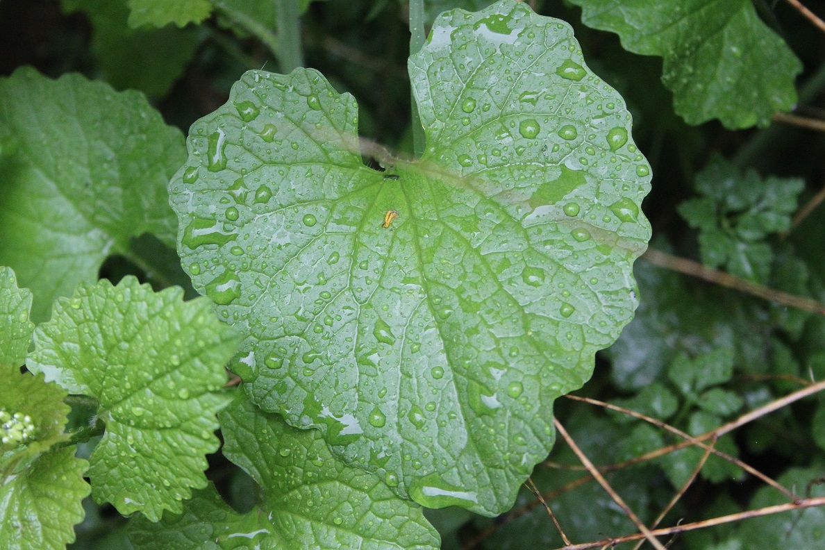 Annexe IMG_1265 bis.jpg