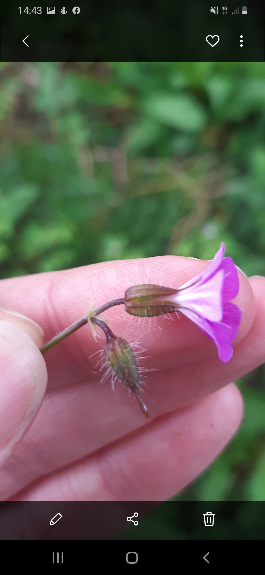 Annexe Géranium Fox.jpg