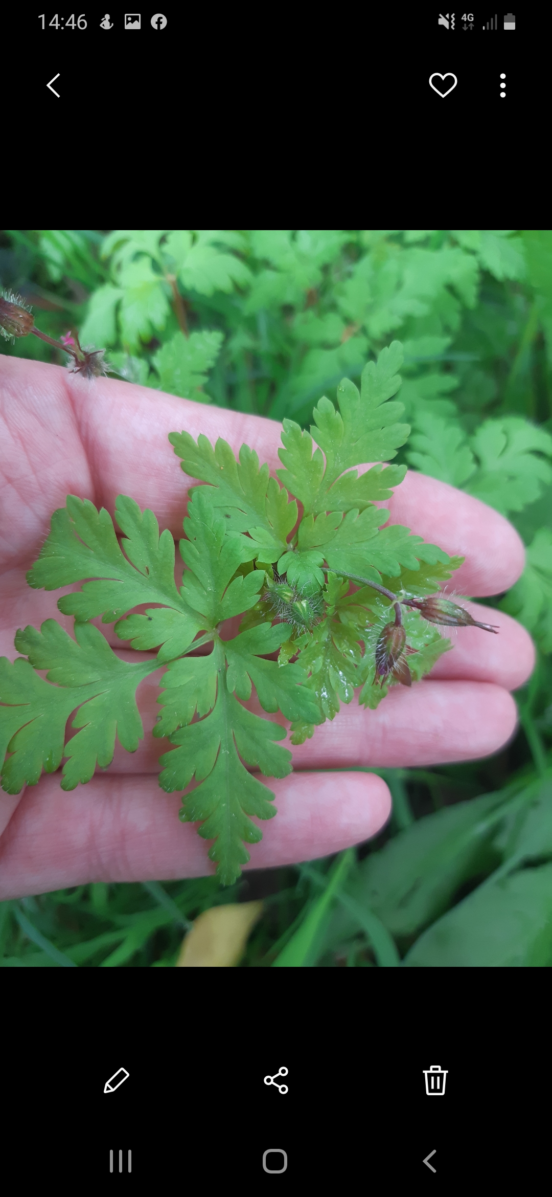 Annexe Géranium Fox1.jpg