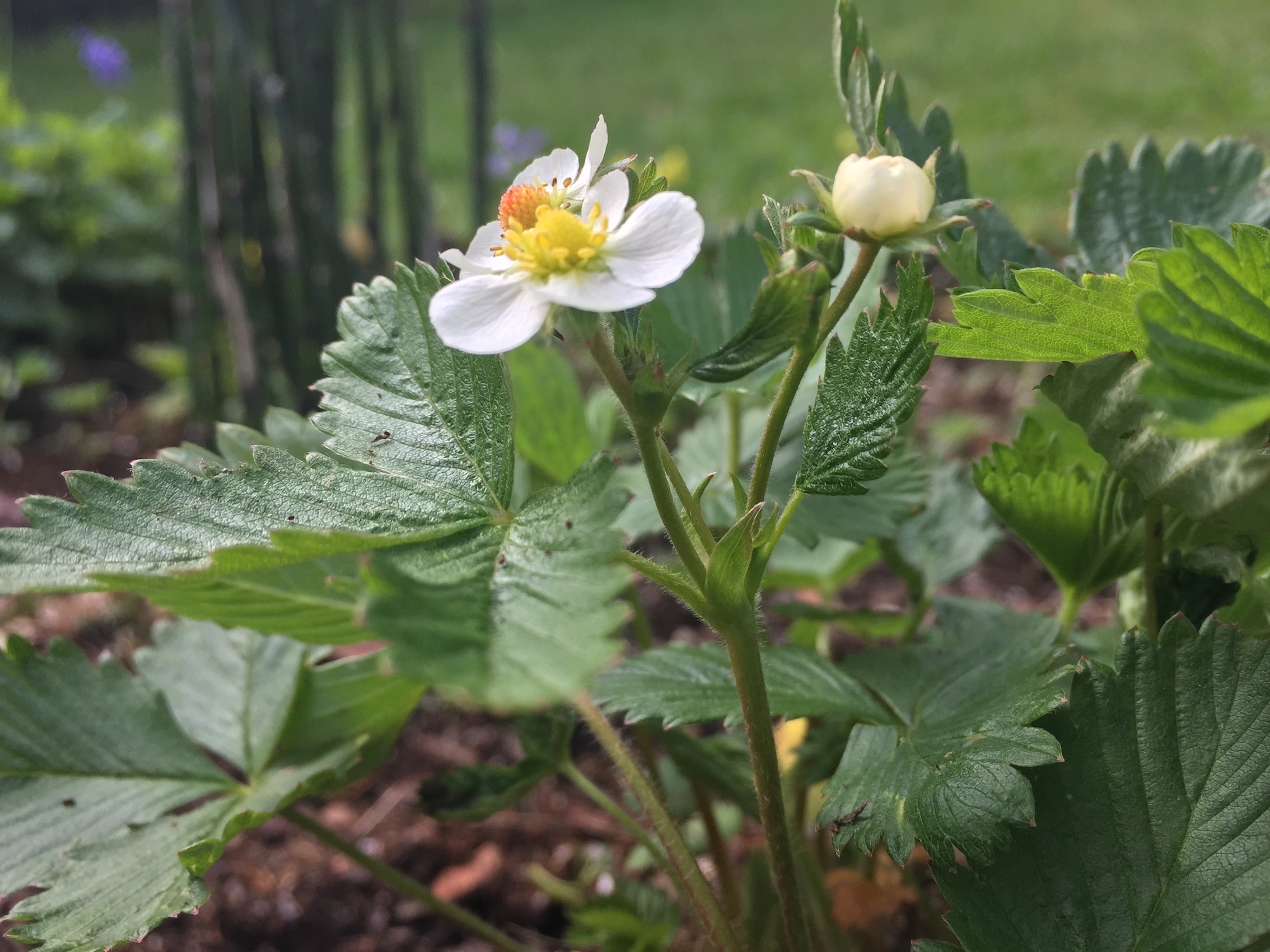 Annexe fragaria_inflorescence.JPG