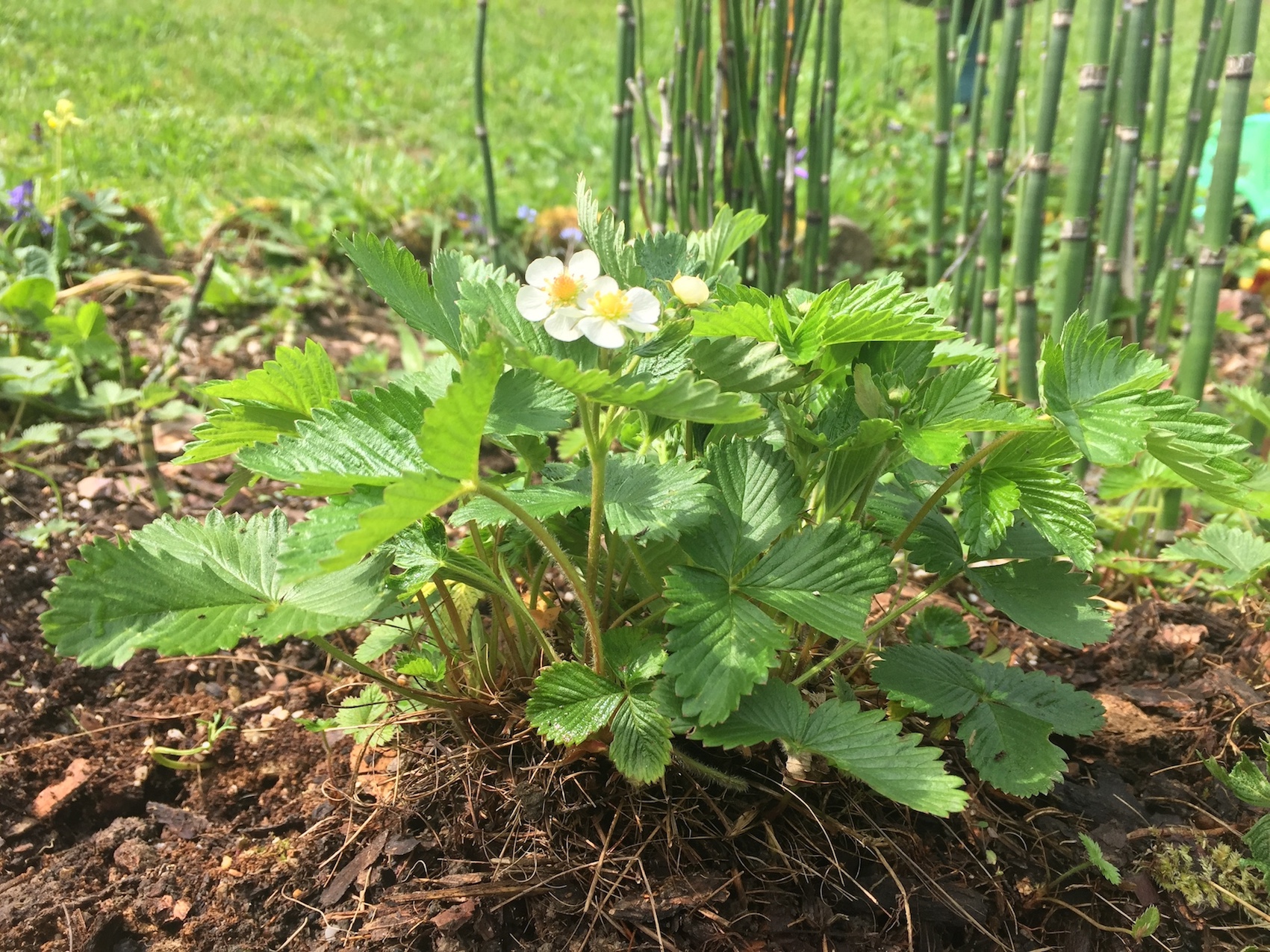 Annexe fragaria_vesca_all.JPG