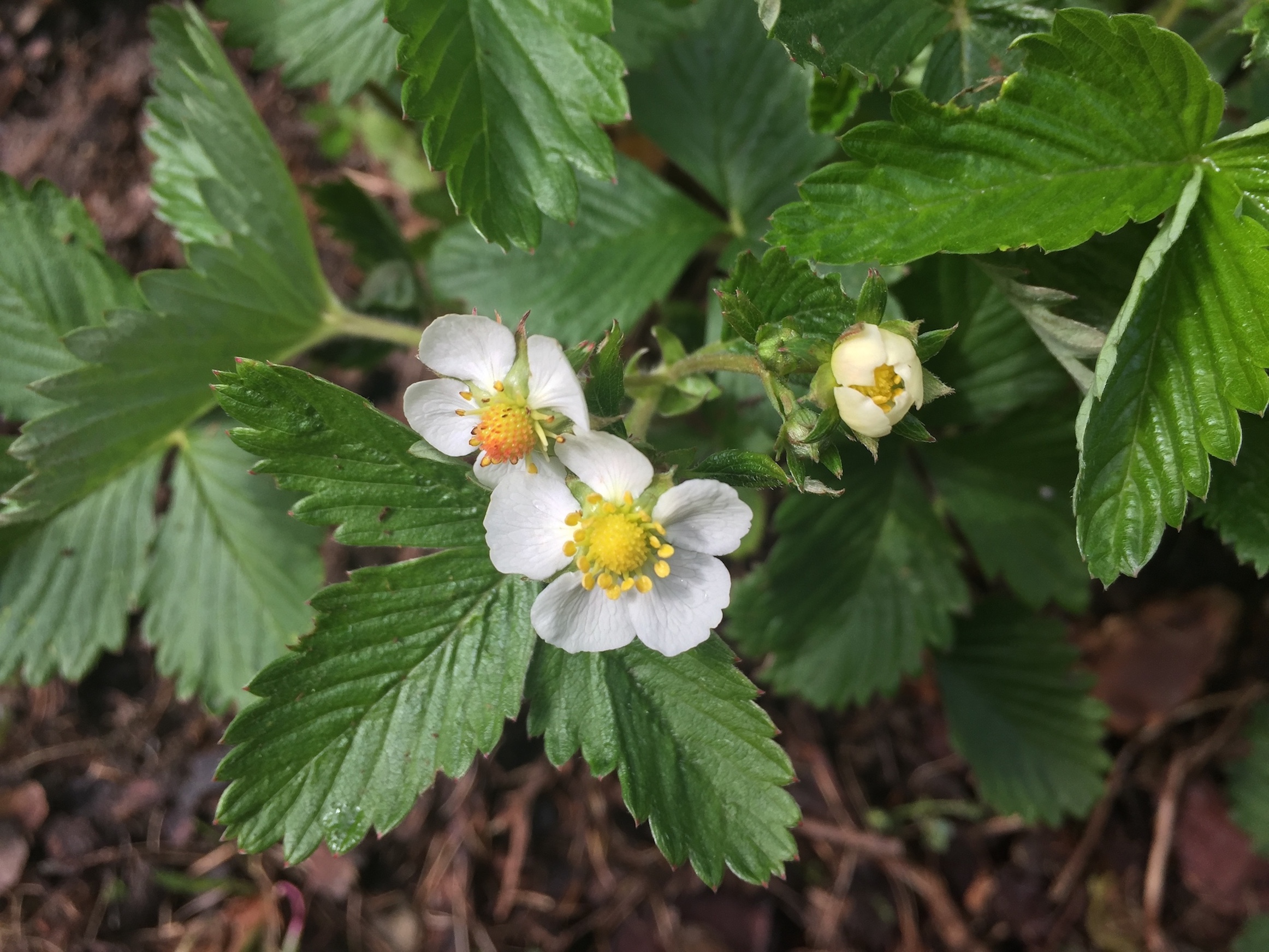Annexe fragaria_vesca_fleurs.JPG