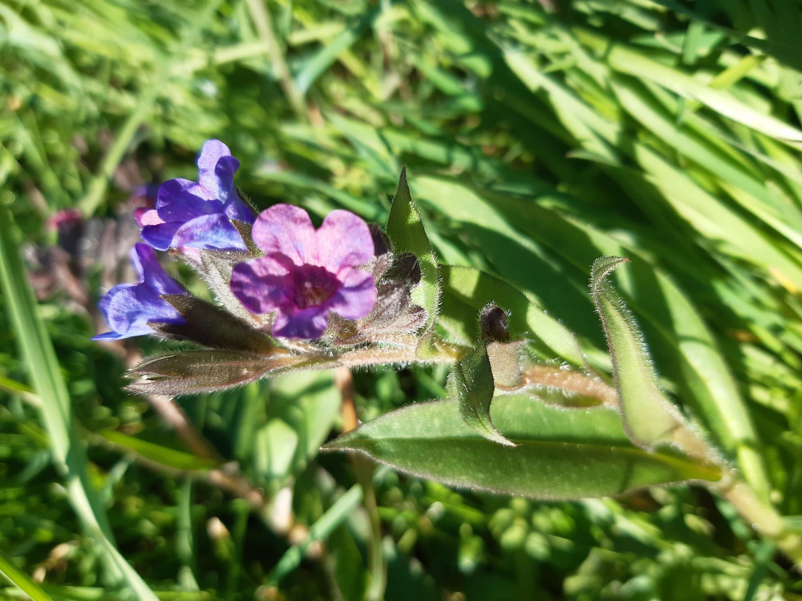 Annexe Pulmonaire 1.jpg