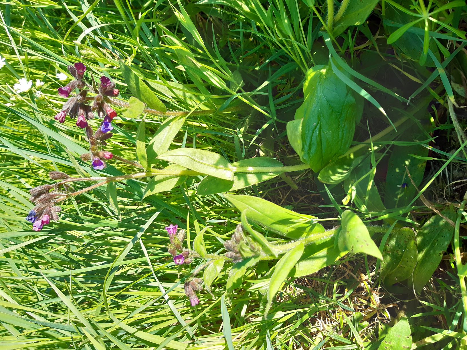 Annexe Pumonaire2.jpg