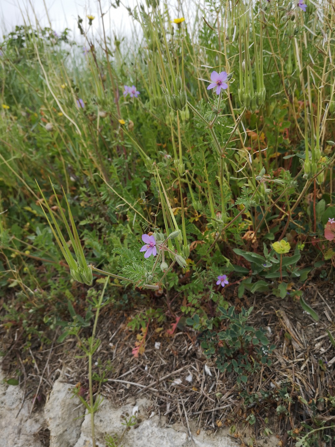 Annexe IMG_20200418_104105.jpg