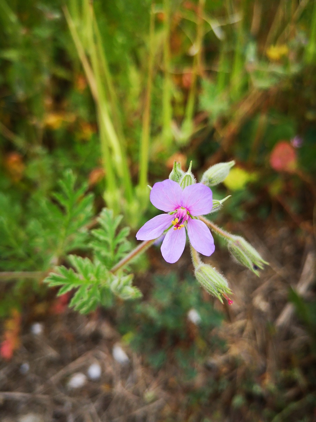 Annexe IMG_20200418_104112.jpg