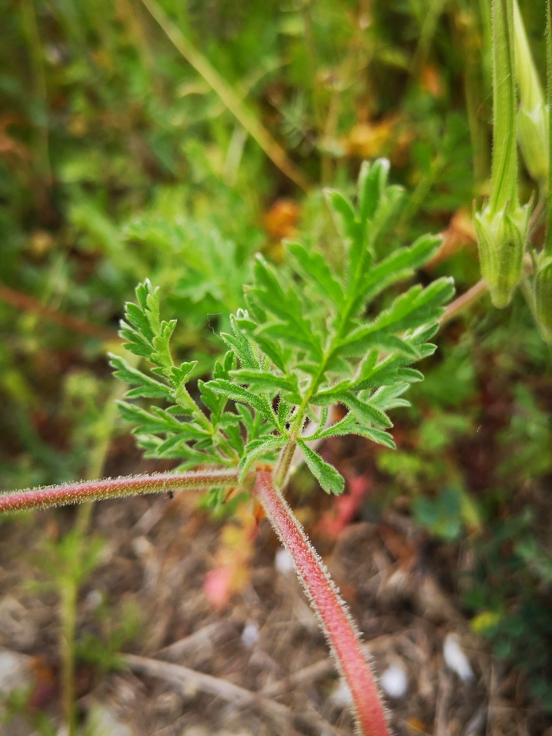 Annexe IMG_20200418_104148.jpg