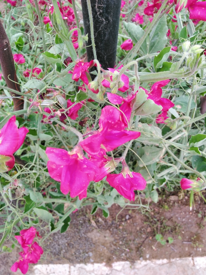 Annexe Optimized-3.jpg