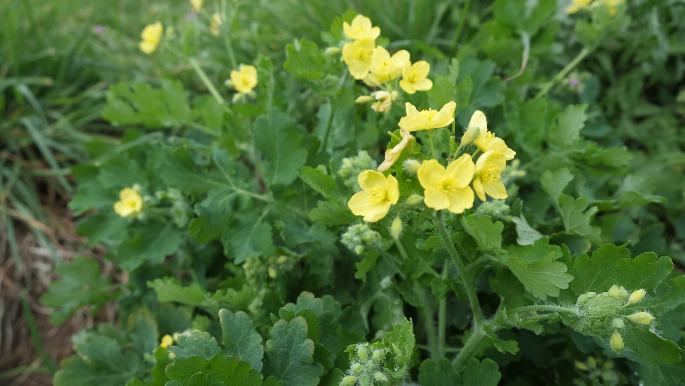 Annexe Célidoine-fleurs jaunes.JPG
