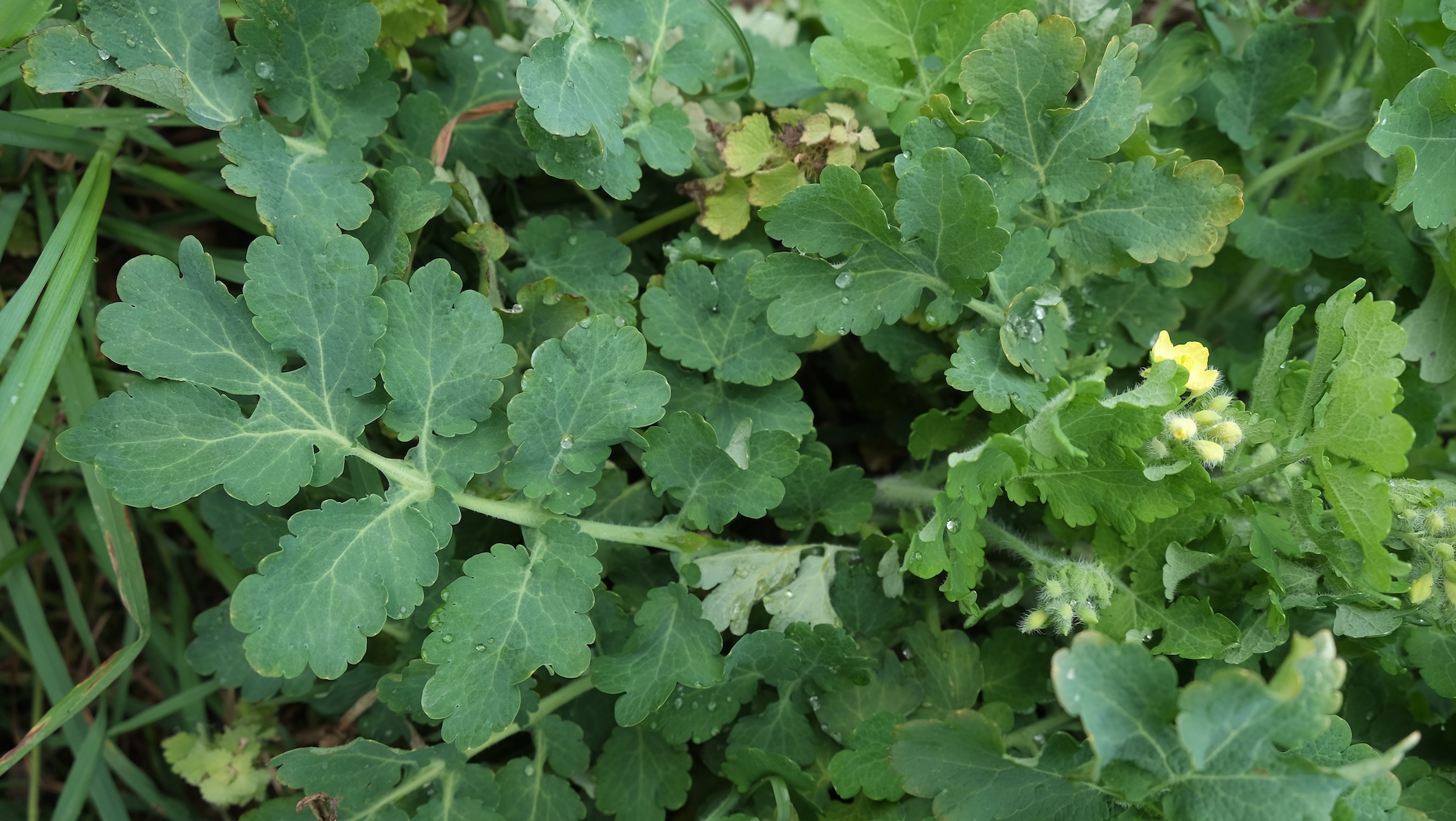 Annexe Chélidoine-feuilles.JPG