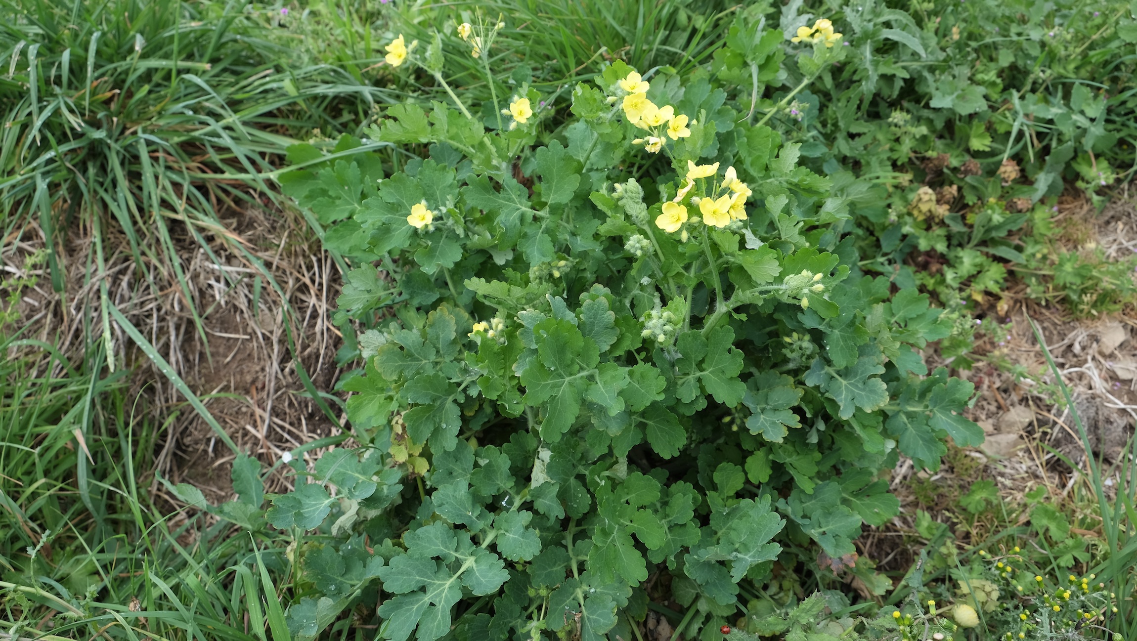 Annexe Chélidoine-vue densemble.JPG