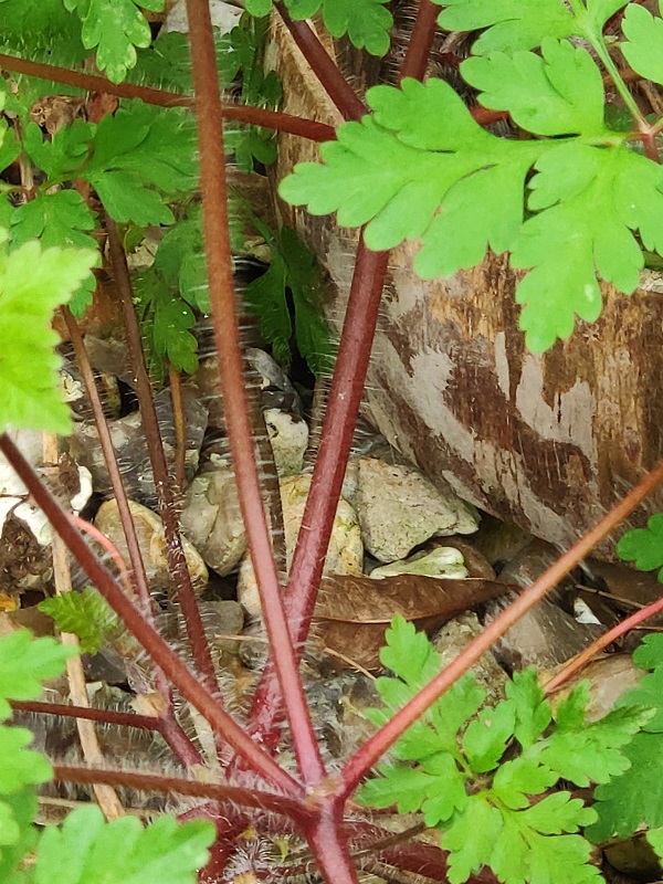Annexe Détail tige Géraniume Herbe à Robert.jpg