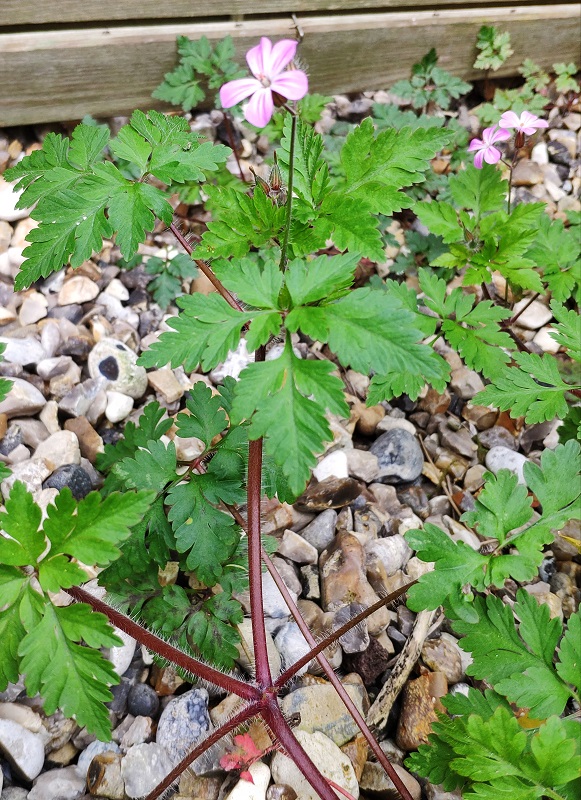 Annexe Vue densemble Géranium Herbe à Robert.jpg