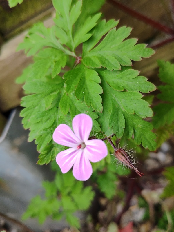 Annexe détail Fleur Géranium Herbe à Robert.jpg