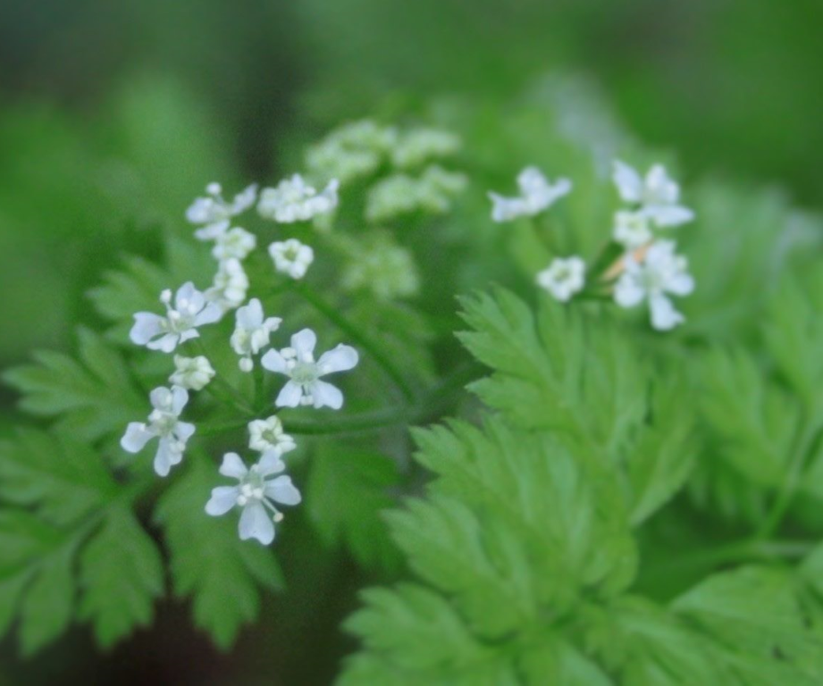 Annexe Cerfeuil - Inflorescence.png