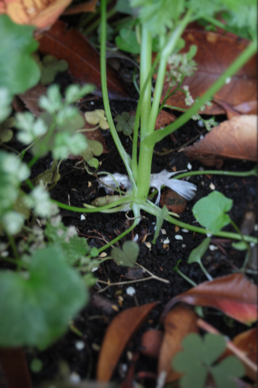 Annexe Cerfeuil - Pied.png